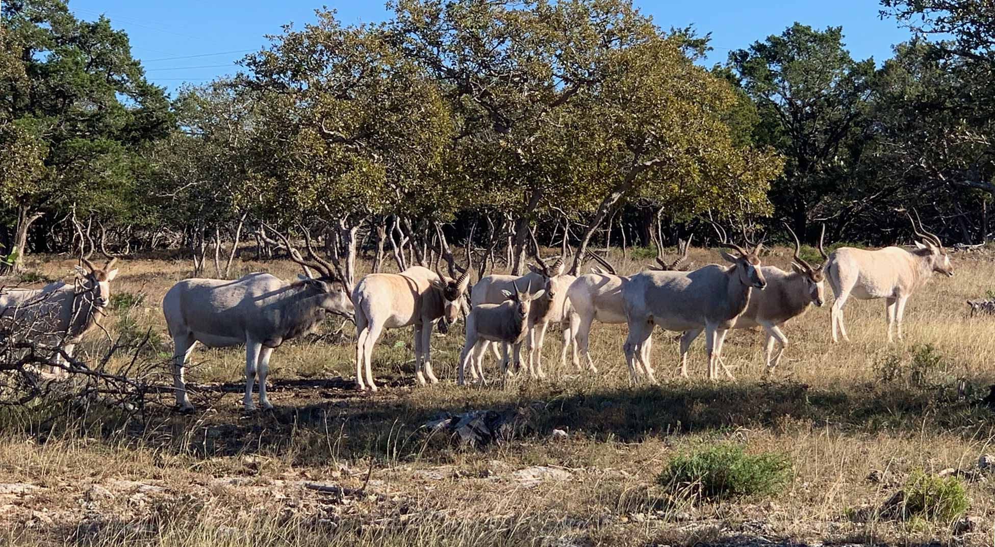 TEXAS In The WILD