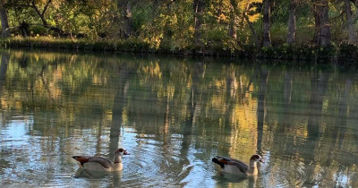 Ducks Swimming in the River