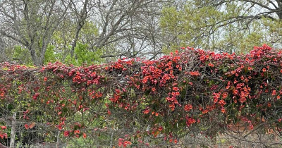 Flower Ivy on Fence